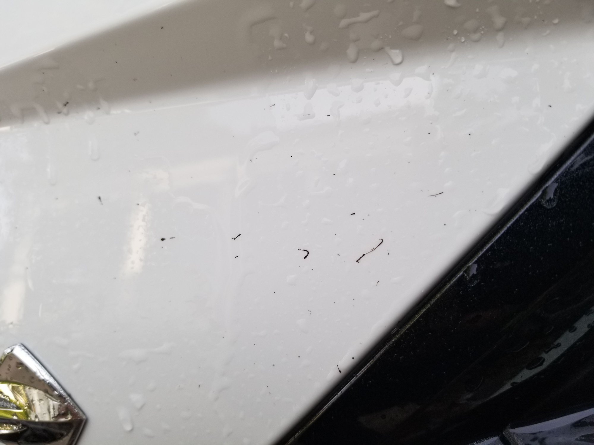 Black specks on paint (HELP!) - CorvetteForum - Chevrolet Corvette