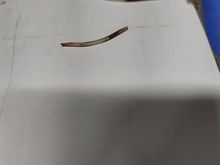 Metal slivers of unknown source. 