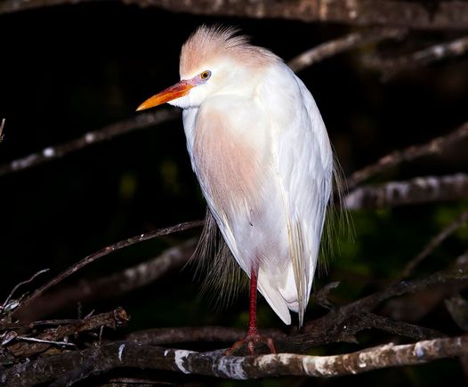 Cattle Egret