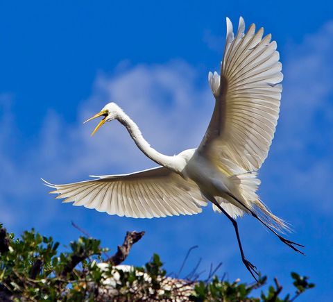 Great Egret
