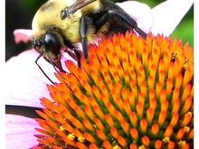 bee03