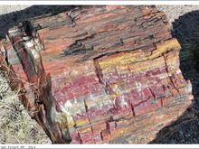 petrified04