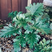 Acanthus - late fall 2020