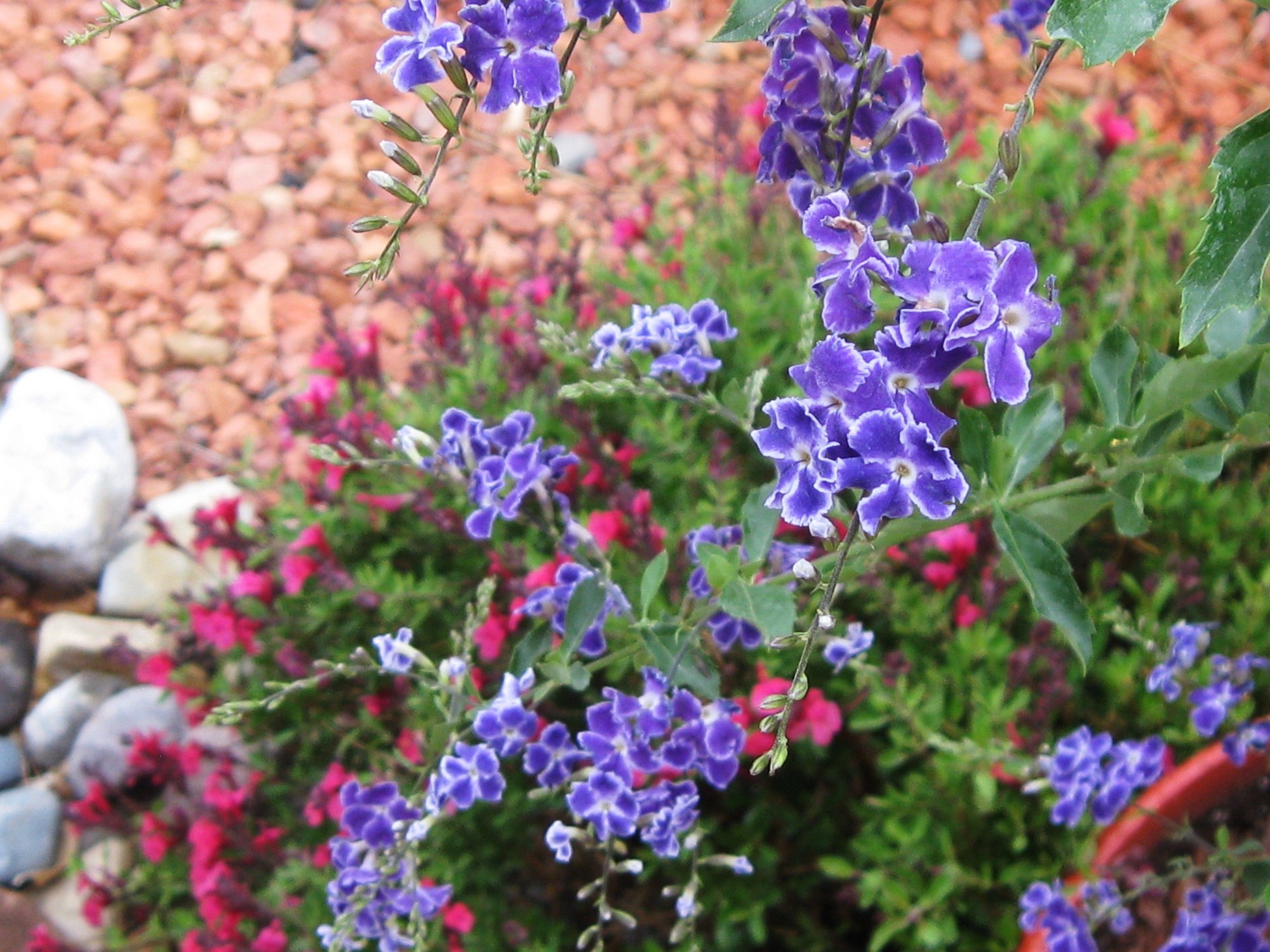 Closeup of Sapphire Showers Sk... photo by dovecenter on Garden Showcase
