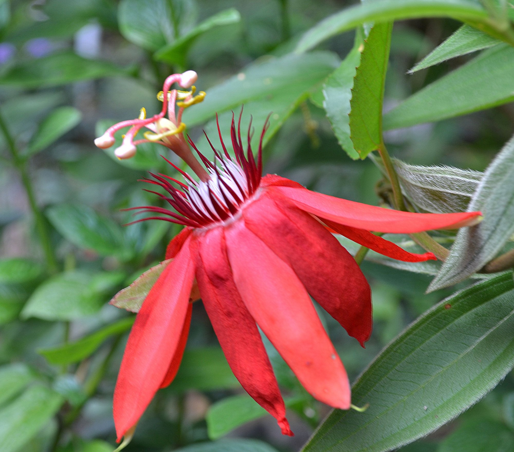 Scarlet passion vine photo by sunkissed on Garden Showcase