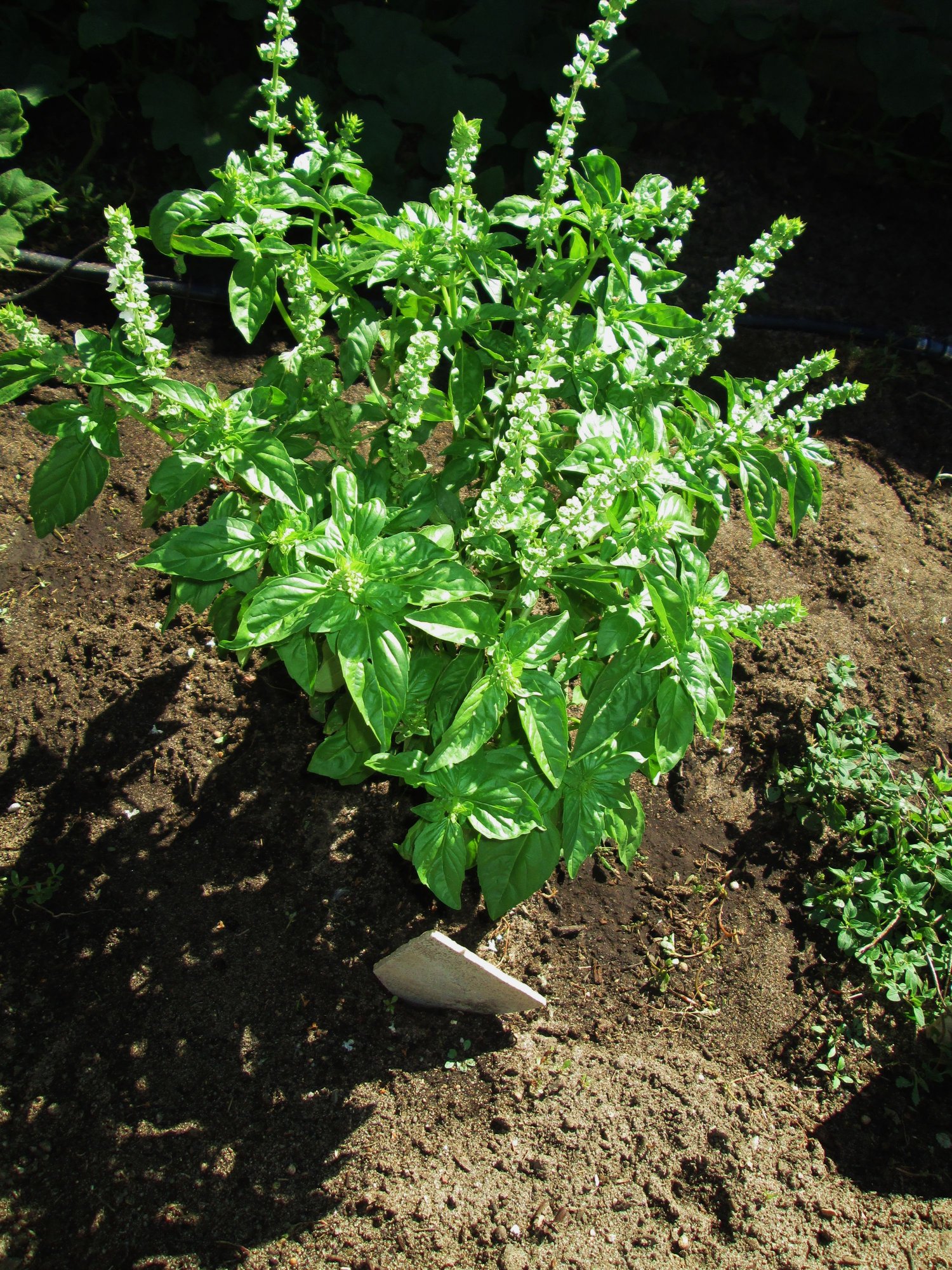 Basil photo by wheresthebeach on Garden Showcase