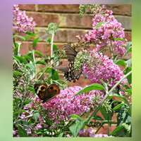 Softness of Buddleja enjoyed by a Common Buckeye and a Swallowtail ..