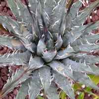 Agave utahensis... purchased several.. only one remains.  Rot easily for me (tend to water overhead a lot).  Last on along sidewalk to front door.  Moving to Acton for sure.