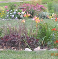 Heuchera, day lilies, lucifer crocosmia in foreground.