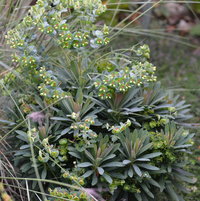 Euphorbia x martini 'Tiny Tim' in bloom.