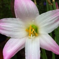 Zephyranthes "Lily Pies"