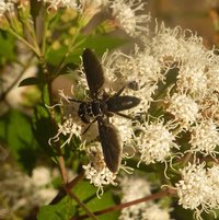 Feathered-legged Fly (Trichopoda lanipes)