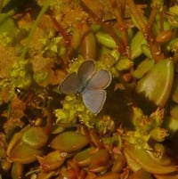 Ceraunus Blue (Hemiargus ceraunus) Male