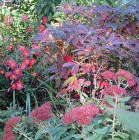 azalea, sedum 'Autumn Joy' (october)