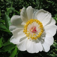 Front, dwarf peony 'Squirt'