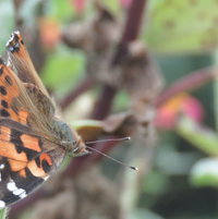 Painted Lady butterflies were numerous across North Carolina this year ..