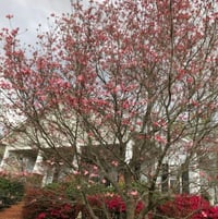 Pink dogwood in front yard