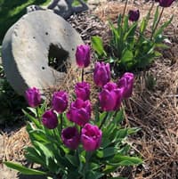 Purple tulips with mill wheel and Martian