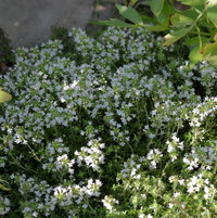 6.20.13 Thymus praecox 'Albiflorus' in bloom in my herb garden.