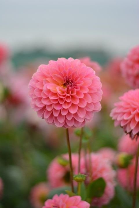Dahlia Pink Runner photo by bulbi on Garden Showcase