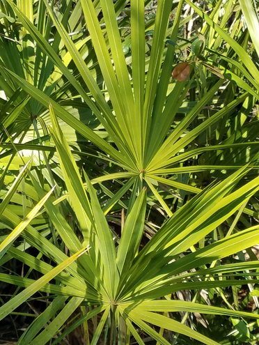 Lots of this in Ocala National Forest. I call it Fan Palm. Grows mounded in various areas all over the forest.