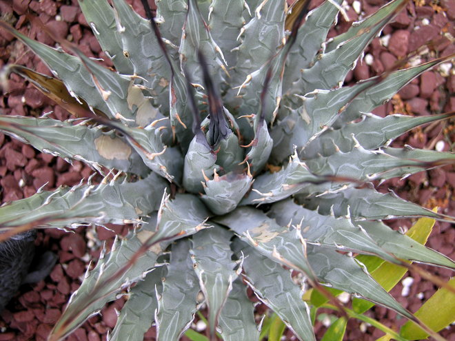 Agave utahensis... purchased several.. only one remains.  Rot easily for me (tend to water overhead a lot).  Last on along sidewalk to front door.  Moving to Acton for sure.