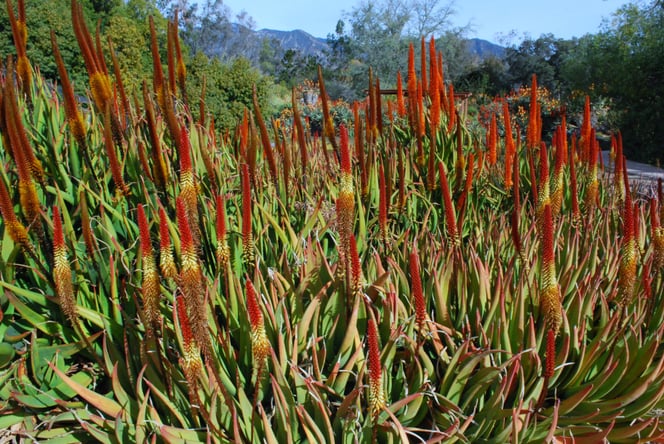 Aloe vryheidensis hybrid- Los Angeles arboretum