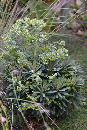 Euphorbia x martini 'Tiny Tim' in bloom.
