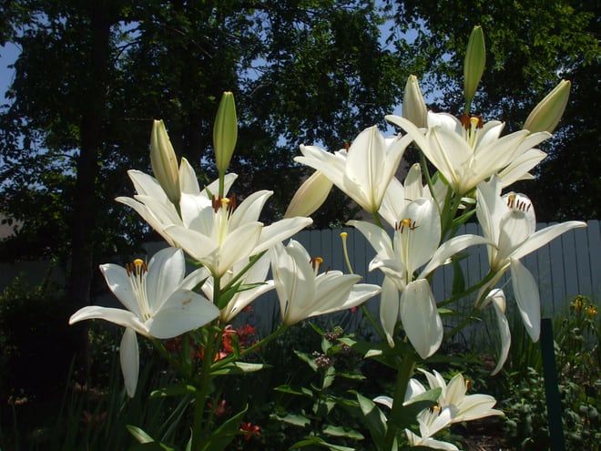 White lilies for love and hope