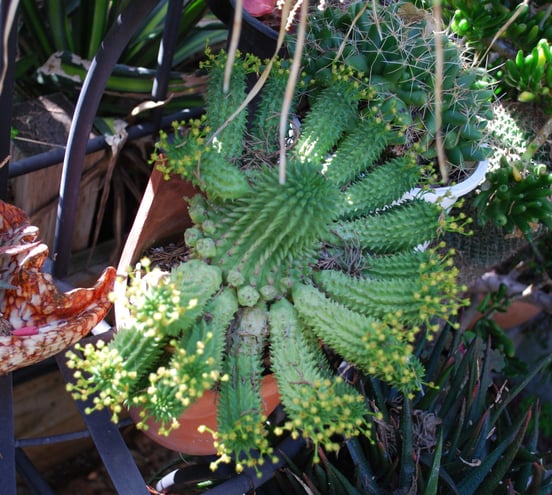 Euphorbia susannae