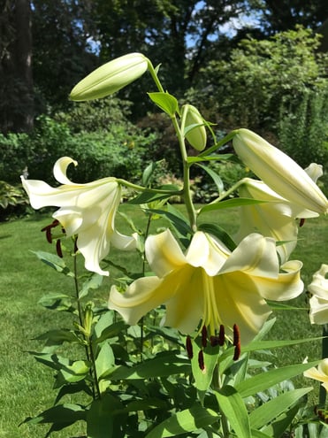'Conca d'Or' lily