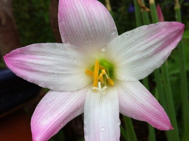 Zephyranthes "Lily Pies"