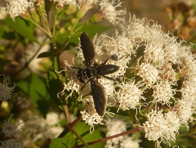 Feathered-legged Fly (Trichopoda lanipes)