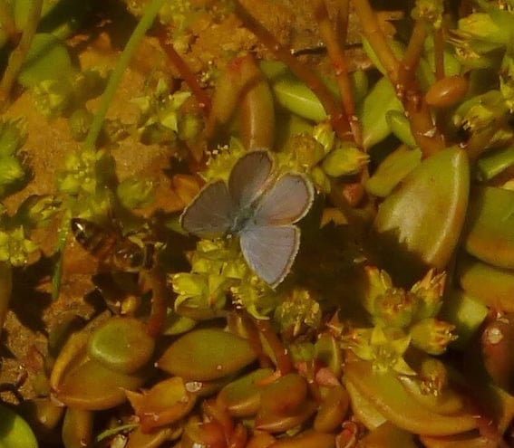 Ceraunus Blue (Hemiargus ceraunus) Male