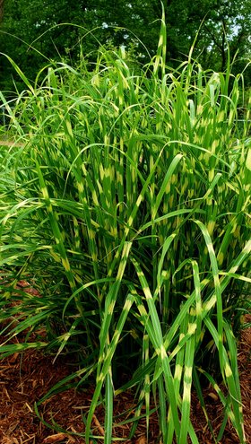 Zebra Grass photo by cottageplots on Garden Showcase