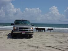 Z71 with the wild ponies in Corova, NC