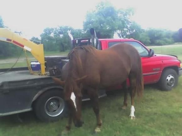 dam stick wont get outa the pic
