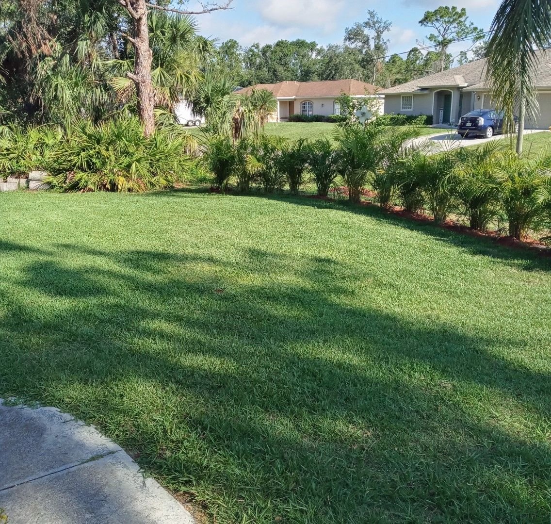 Update Dead grass over corner of leach field?