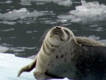 Smiling Seal! My favorite photo