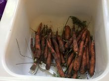 Mmmmm, carrots from my garden