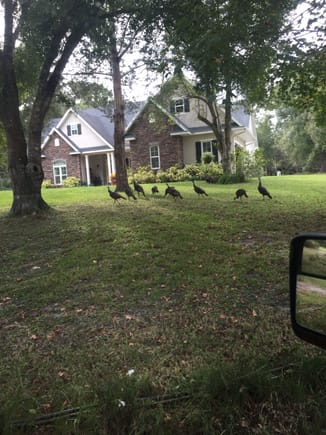 Turkeys in the yard 
