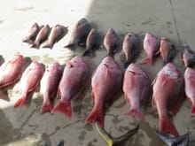 Mangrove and red snapper