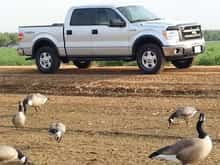 F150 and DSD decoys , a great combo ..the best of the best