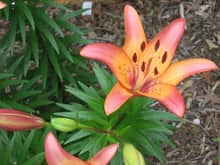 IMG 0905

Lily