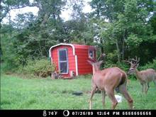 deer cam 107
