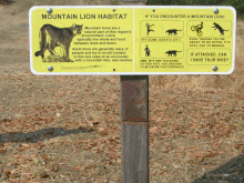 mopuntain lion