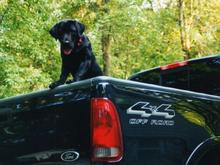 Black lab and black truck, a great combination