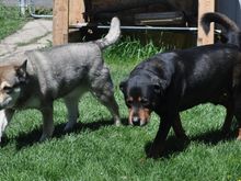 Archie &amp; Sage
