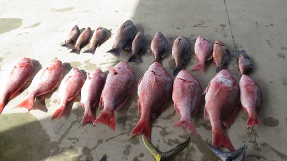Mangrove and red snapper