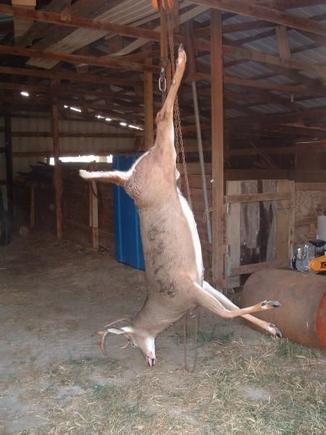 Roadkill Hanging 1